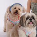 Beach Blue Dog Harness (Small Breeds)