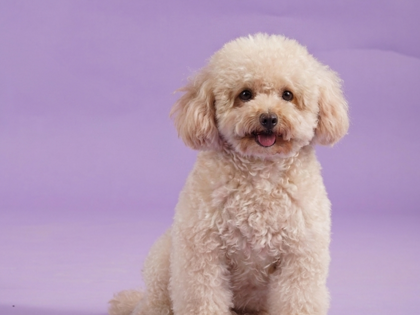 Dog without accessories before styling