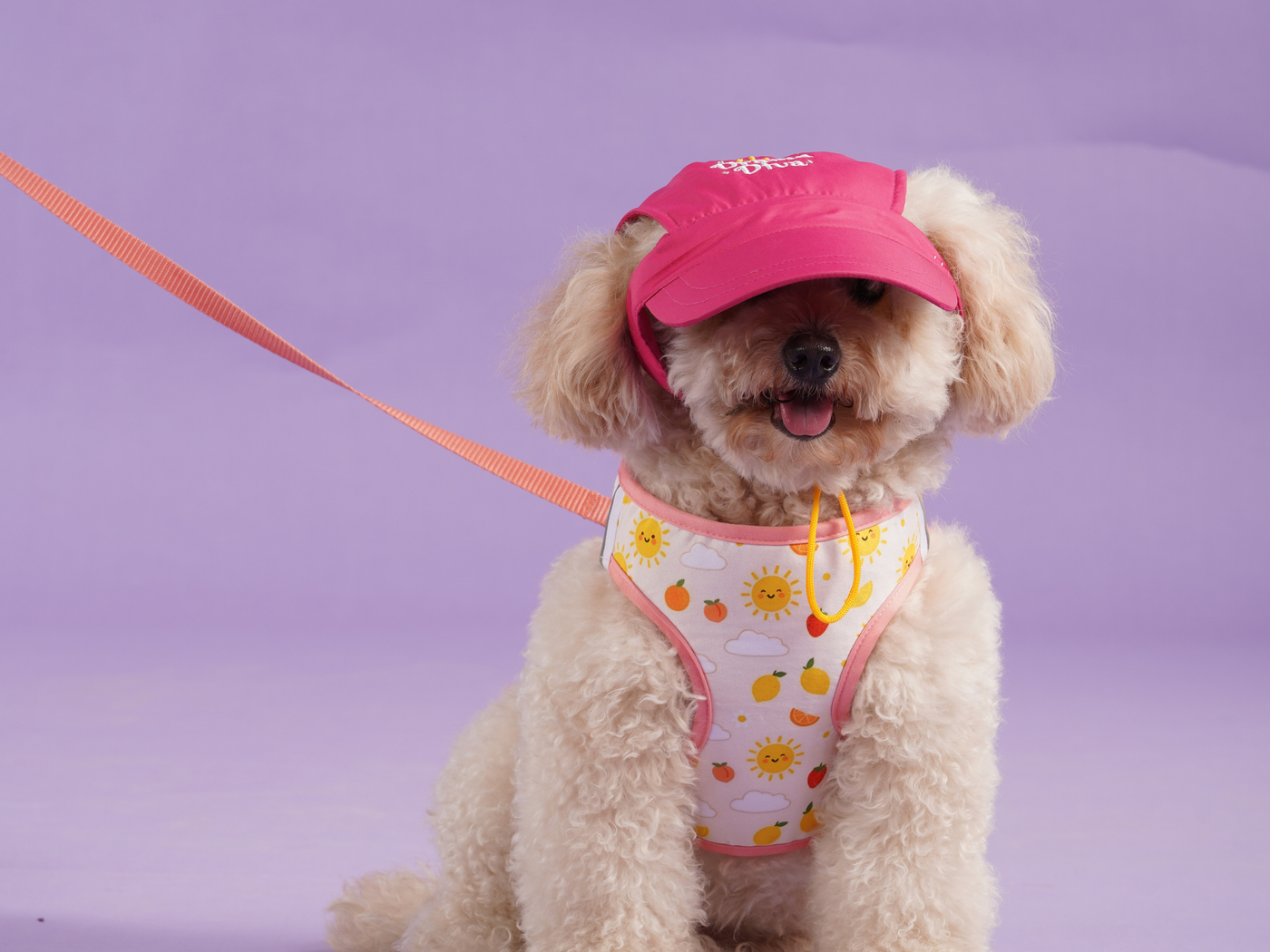 Dog wearing premium baseball cap and harness by Uncollared Club