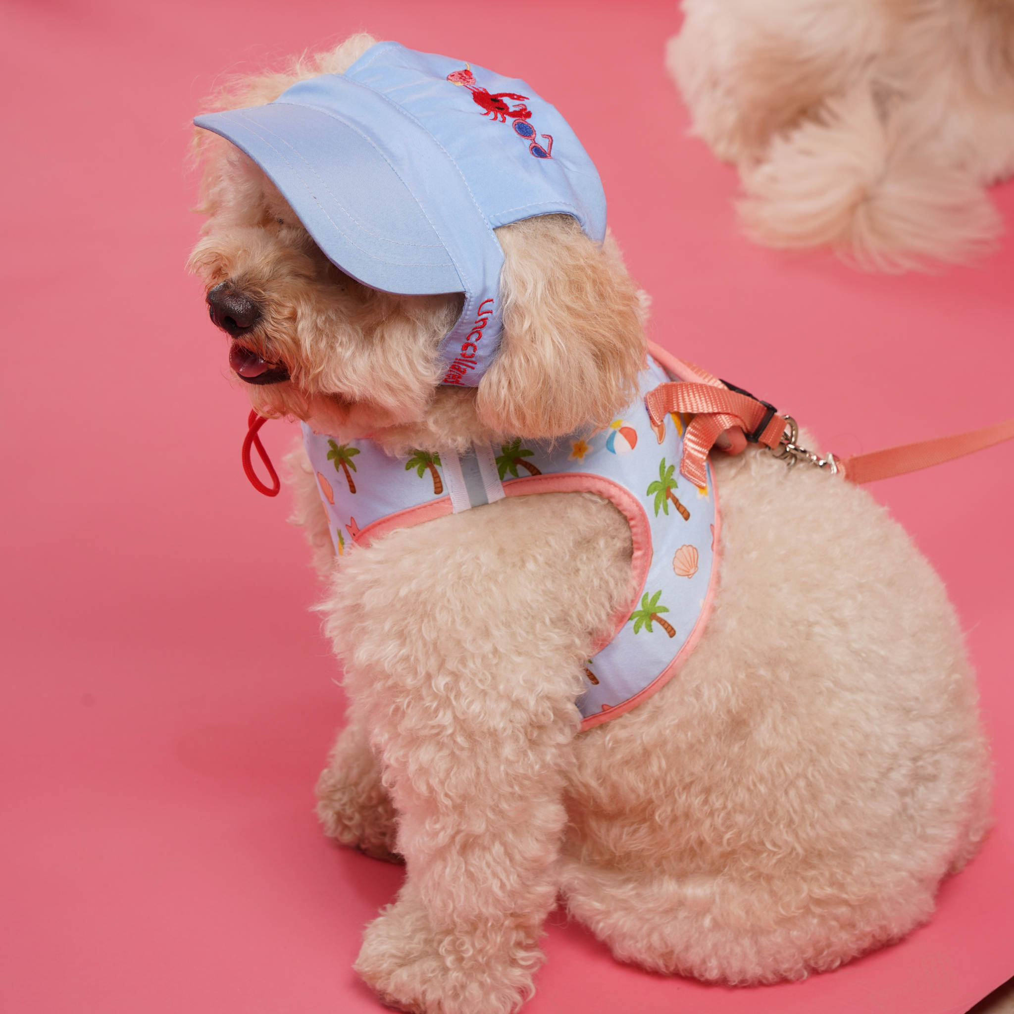 Beach Blue Dog Cap