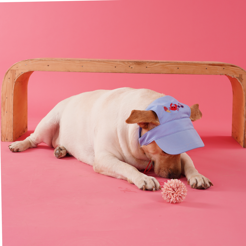 Beach Blue Dog Cap