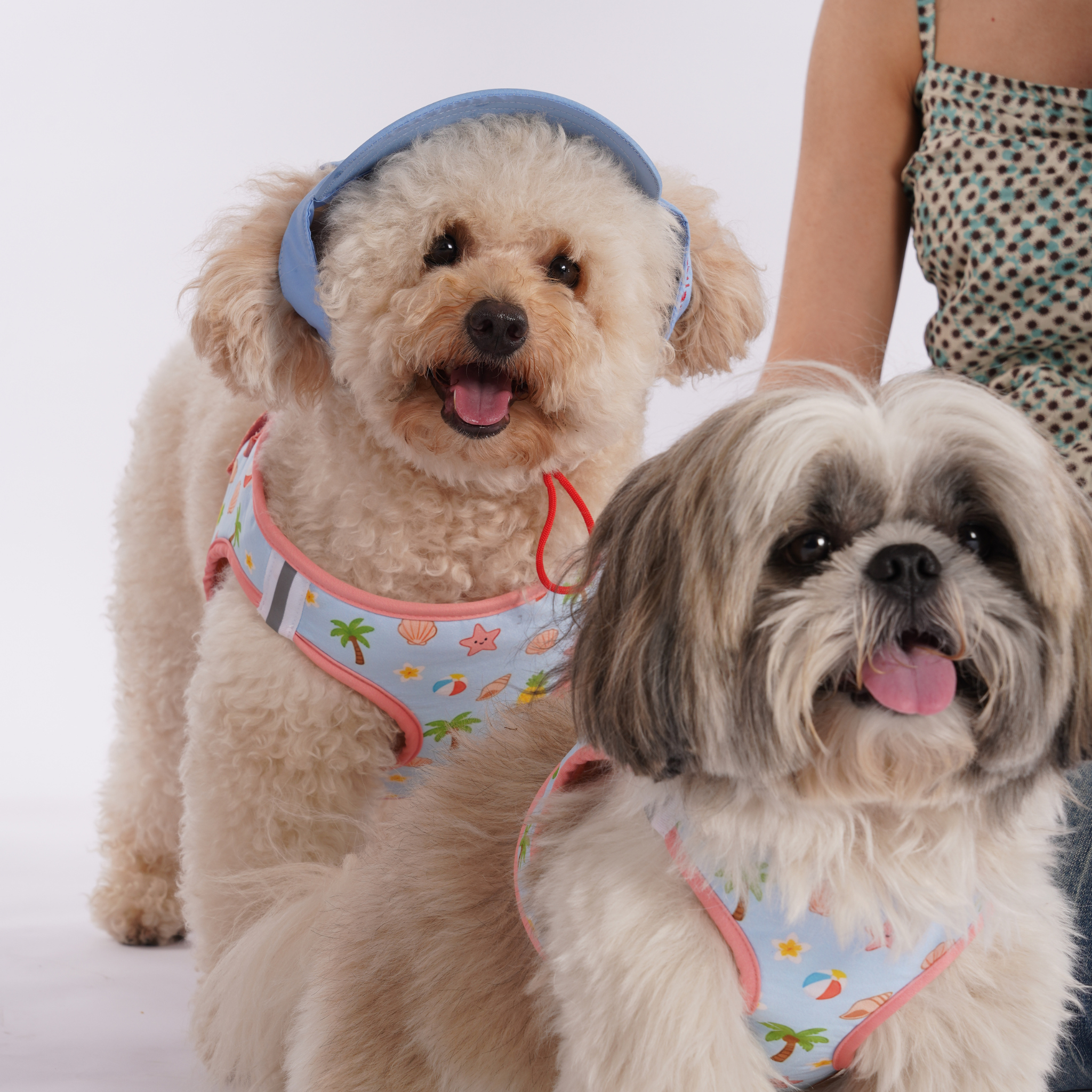 Beach Blue Dog Harness (Small Breeds)